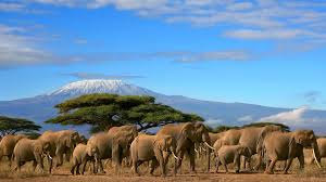 Amboseli National Park: Elephants Under Kilimanjaro