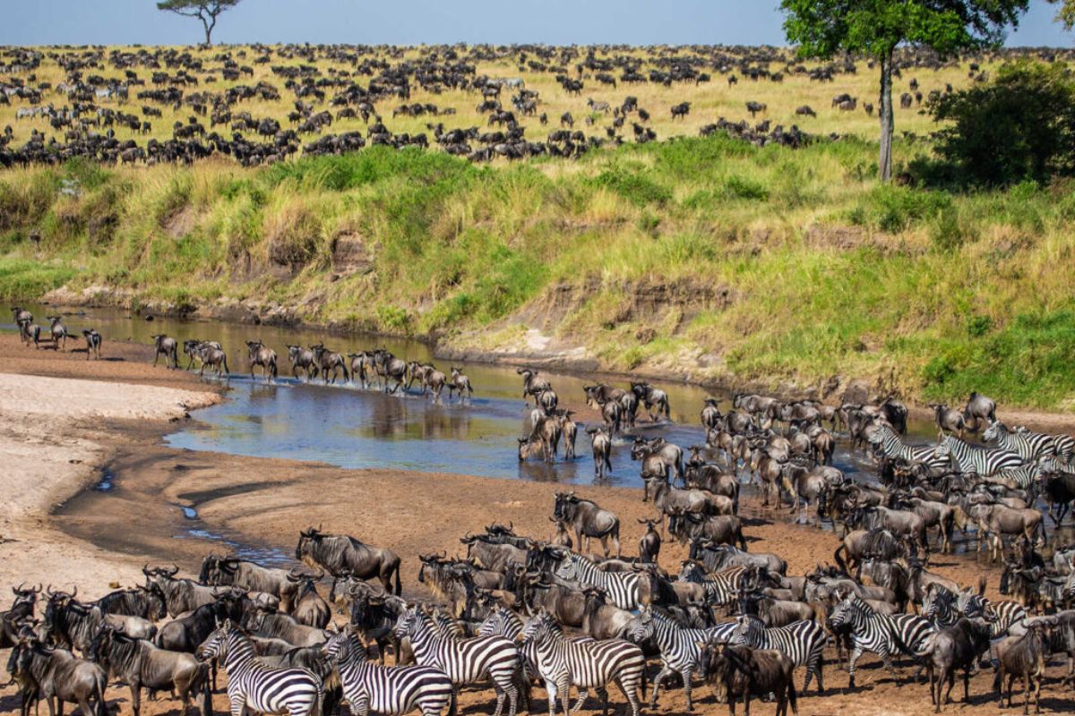 Best Time to Visit Kenya for Safari: Month-by-Month Guide
