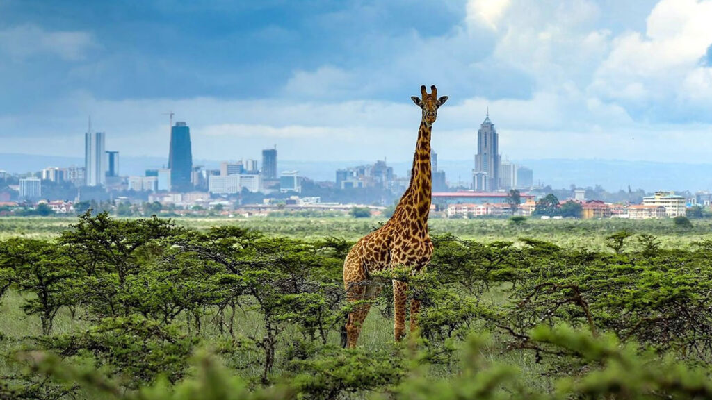 Nairobi Safari Day Trips: The Best Wildlife Experiences Near Kenya's Capital